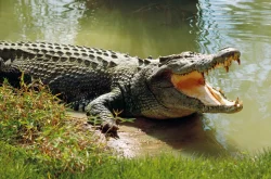 Crocodile Islamic Dream Interpretation