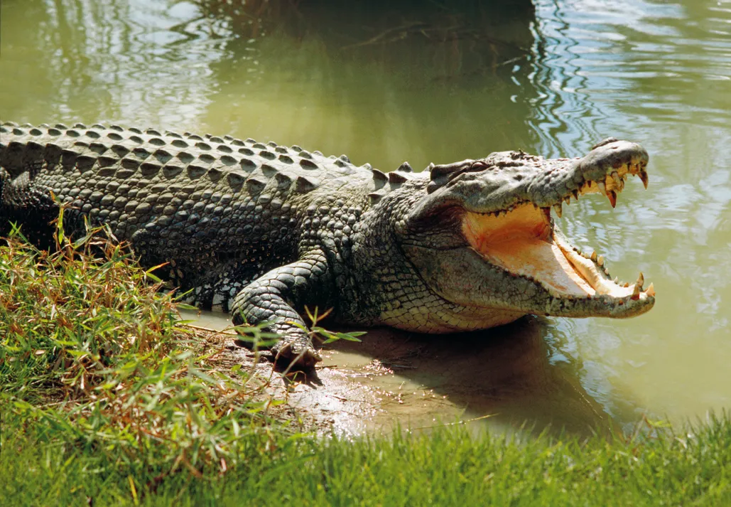  Crocodile Islamic Dream Interpretation 